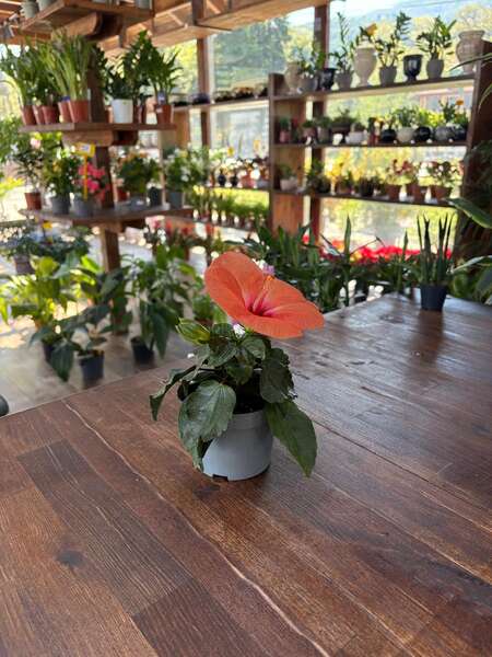 GARDENYA