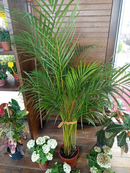Areca Palmiyesi