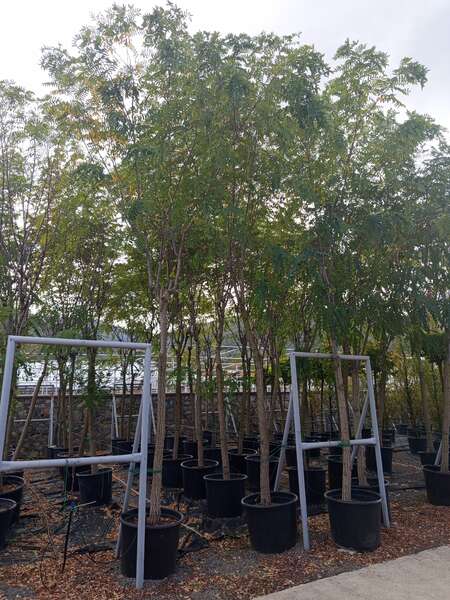 Pembe Çicekli Yalancı Akasya