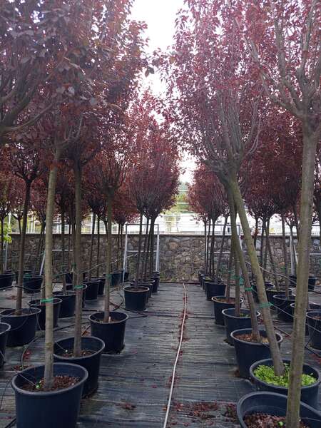 Kırmızı Yapraklı Süs Eriği