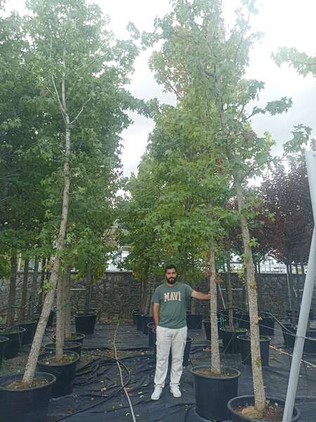 Amerikan Sığla Ağacı