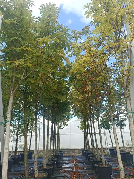 Beyaz Çiçekli At Kestanesi