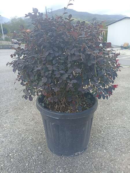 Loropetalum  Chinense 