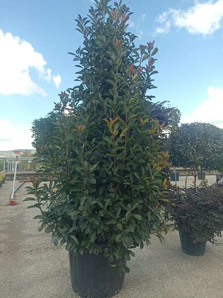 Photinia Fraseri Red Robin  Pyramidalis