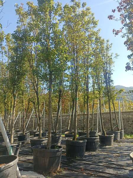 Piramit formlu süs armudu