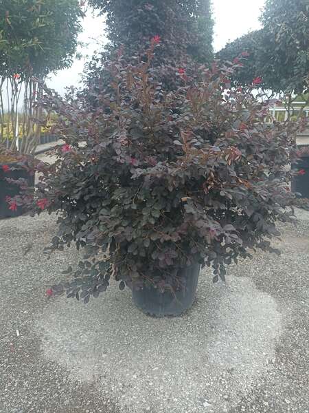 Loropetalum Chinense 