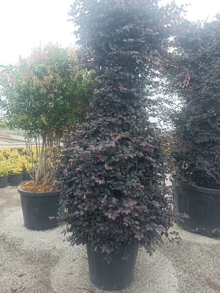 Loropetalum Chinense Pyramidalis
