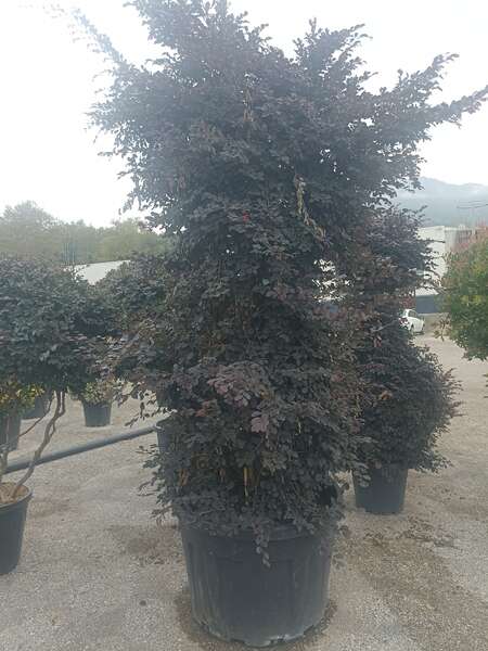 Loropetalum Chinense 