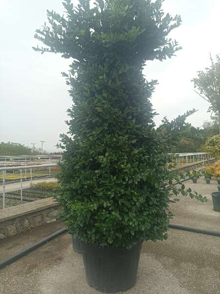 Ligustrum Texanum Pyramidalis