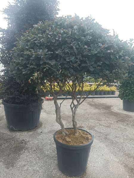 Loropetalum Chinense Mushroom