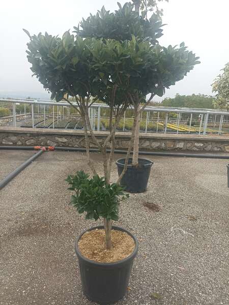 Ligustrum Texanum Pon Pon