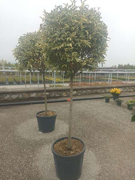 Ligustrum Texanum Variegata