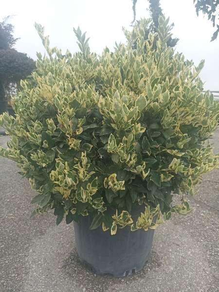 Ligustrum Texanum Varigata Ball