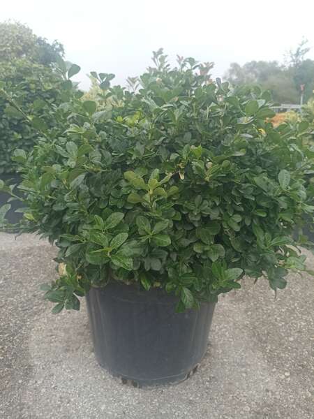 Euonymus Japonica PS.