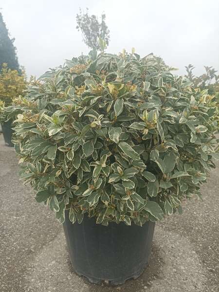 Viburnum Tinus Variegata