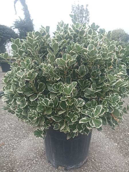 Euonymus Japonica Katy