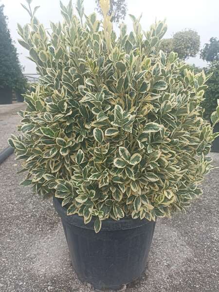 Euonymus Japonica Bravo Ball