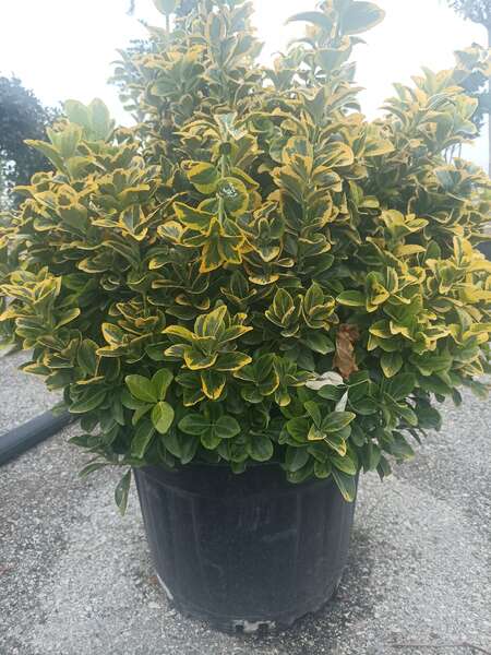 Euonymus Japonica Aurea Ball