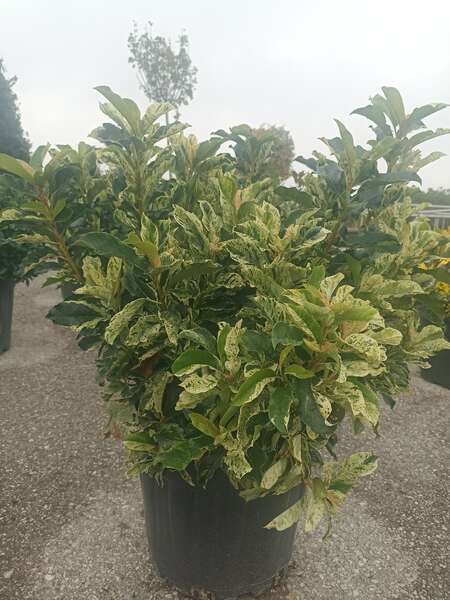 Photinia Serrulata Pink Crispy
