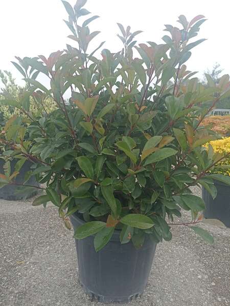 Photinia Fraseri Red Robin Ball