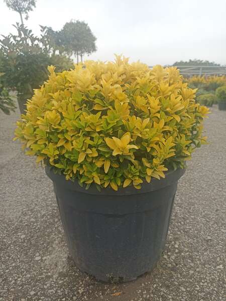 Euonymus Japonica Gold Compacta