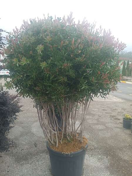 Callistemon Leavis Mushroom 