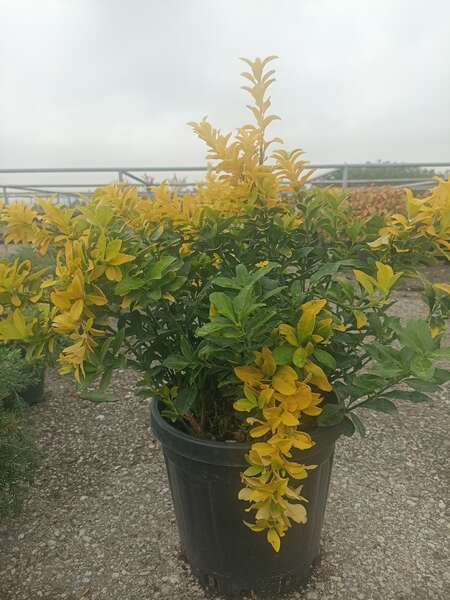 Euonymus Japonica Gold Compacta