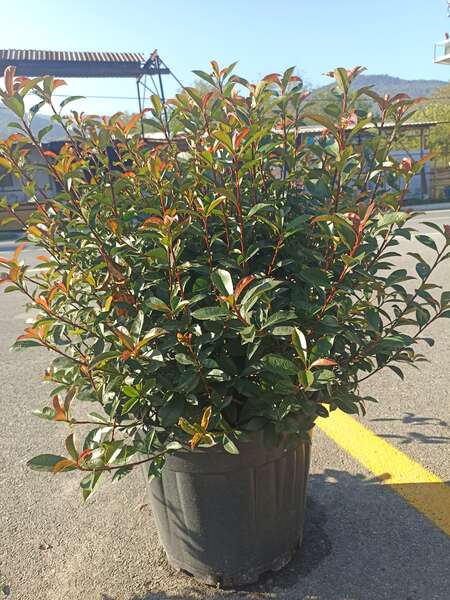 Photinia Fraseri Compacto Robusta Ball