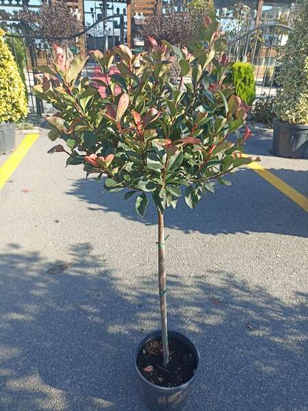 Photinia Fraseri Little Red Robin 