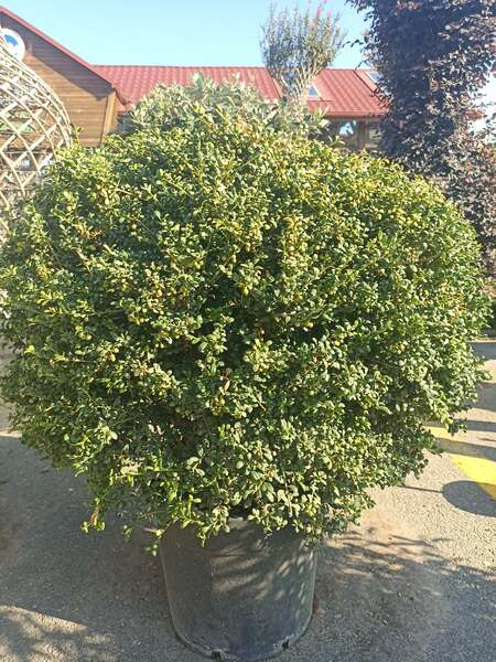 İlex Crenata Convexa Gold Ball