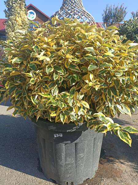 Elaeagnus Ebbingeii Gilt Edge Ball