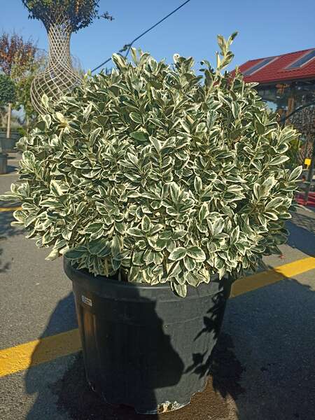 Euonymus Japonica  Bravo Ball