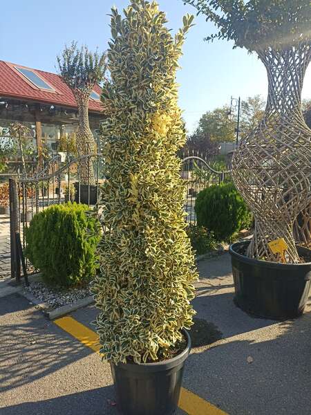 Euonymus Japonica Bravo Pyramidalis