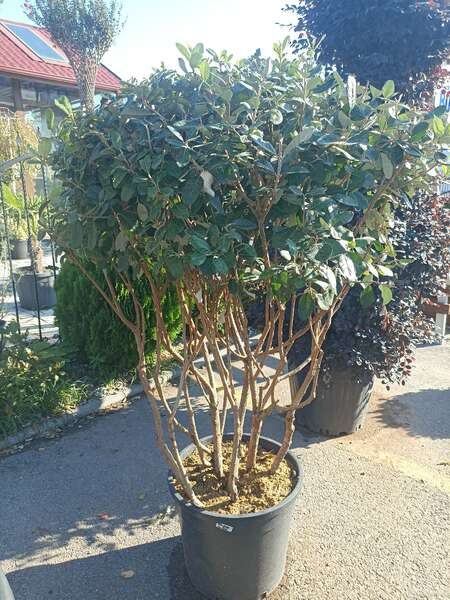 Feijoa Sellowiana  Musroom