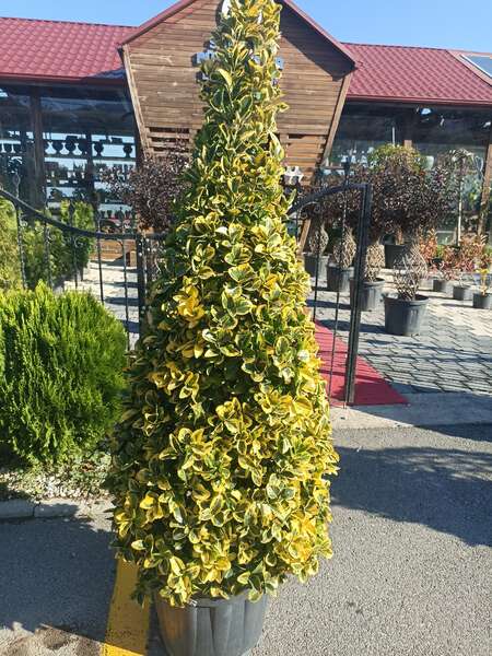 Euonymus Japonica Aurea Pyramidalis