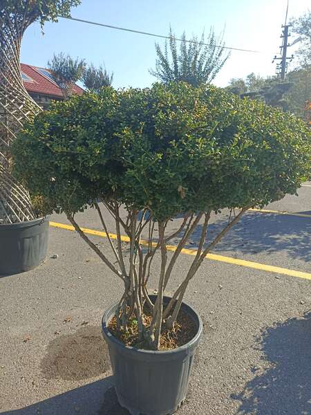 İlex Crenata Convexa Mushroom