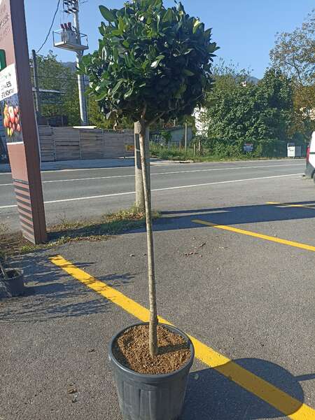  Ligustrum Texanum Stem