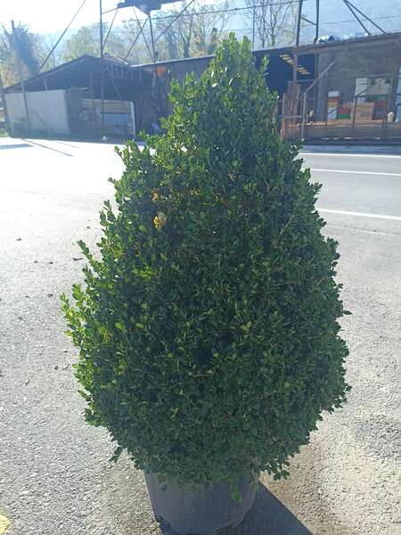 Buxus Microphylla Faulkner Pyramidalis
