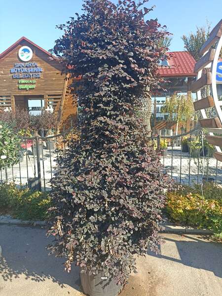 Loropetalum Chinense Vaso