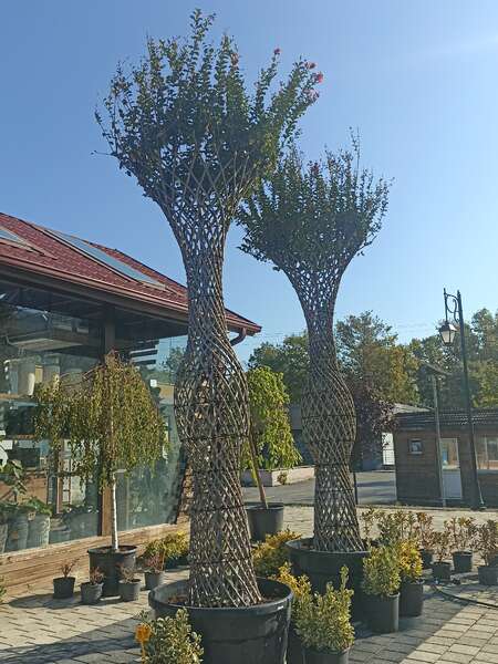 Örgülü Oya Ağacı