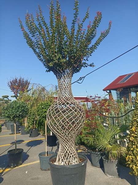 Örgülü Oya Ağacı