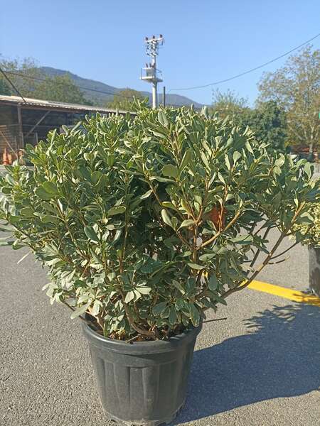 Pittosporum Tobira Top Formlu