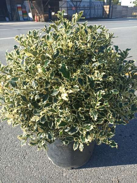 İlex Aquİfolium Variegata Ball