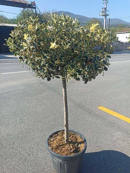 İlex Aquifolium Variegata Stem