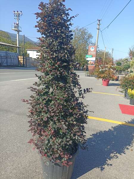 Loropetalum Chinense Pyramidalis