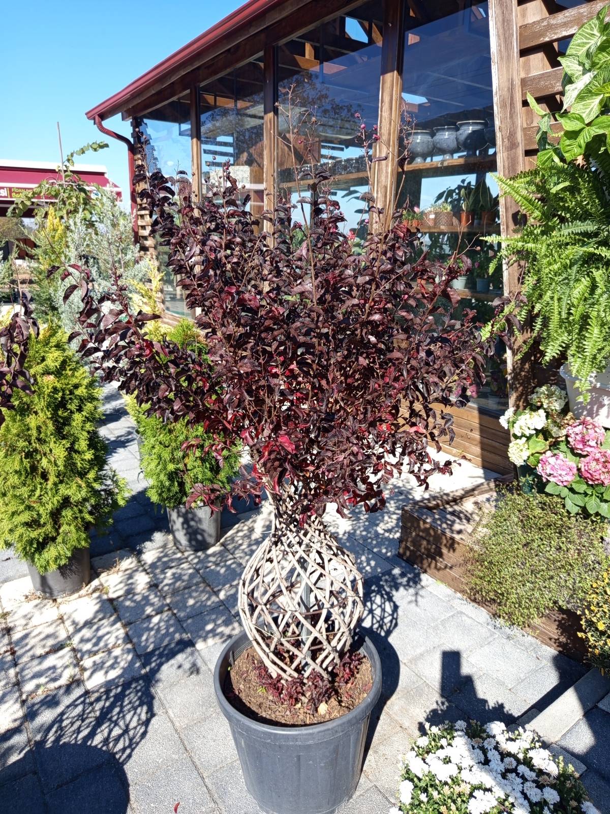 Örgülü Oya Ağacı