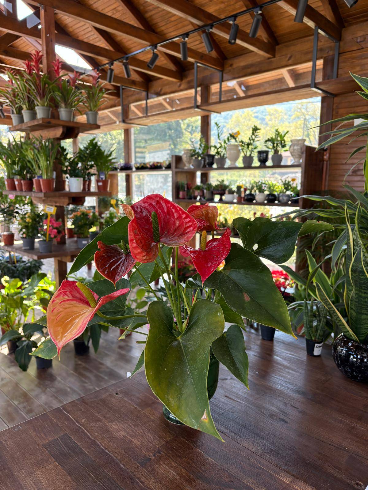 Anthurium