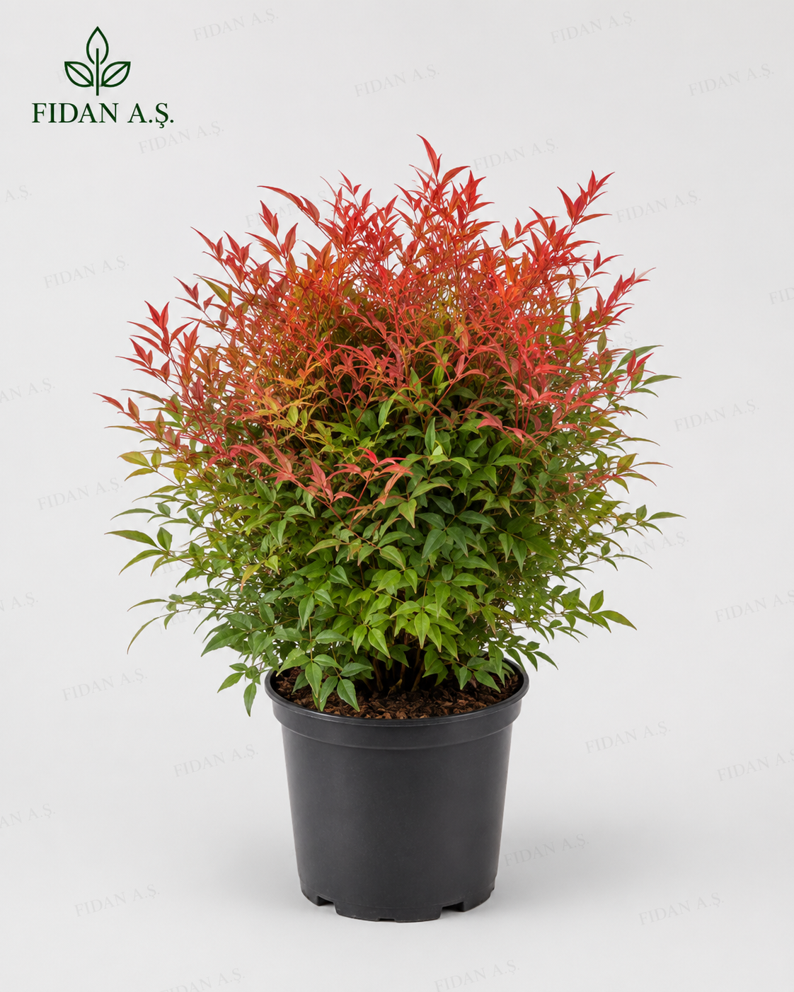 Nandina Domestica Fire Power