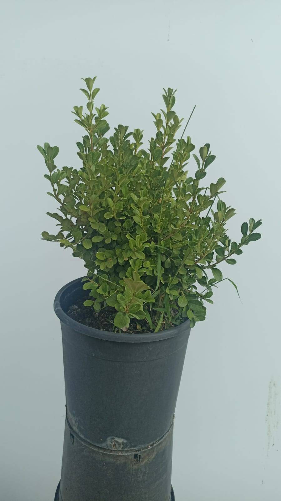 Buxus Microphylla Faulkner (şimşir)