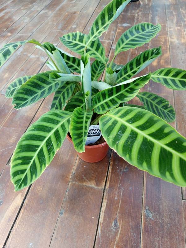 Calathea